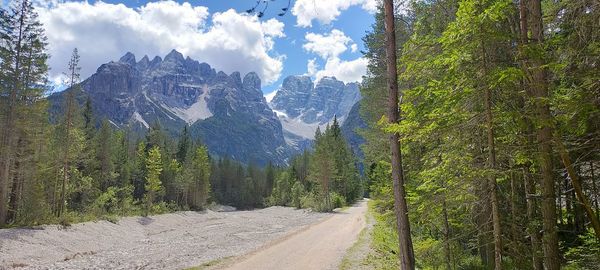 Panoramic view of pine trees and mountains against sky