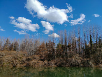 Plants growing on land against sky