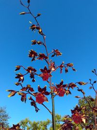 Low angle view of flowers against blue sky