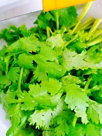 High angle view of green leaves on plant