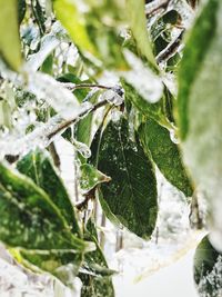 Close-up of plant