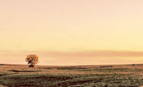 View of lone tree on landscape at sunset