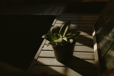 Close-up of potted plant on window