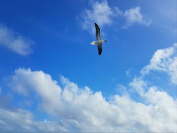 Low angle view of seagull flying against sky