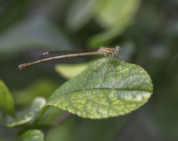 Close-up of grasshopper