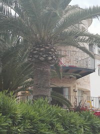 View of plants against the wall