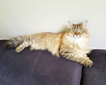 Portrait of cat relaxing on sofa at home