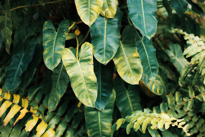 High angle view of leaves