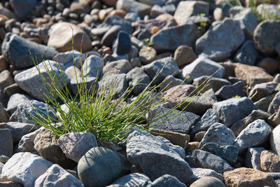 Close-up of stones on rocks