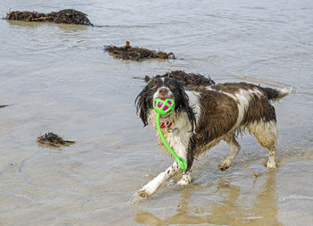 Dog running on wet beach