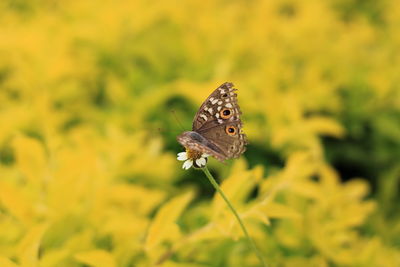 Close-up of butterfly pollinating on flower