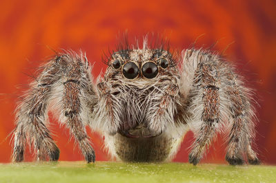 Close-up of spider