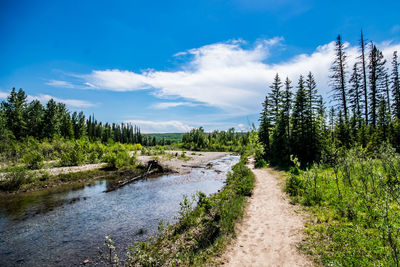 Scenic view of forest against sky