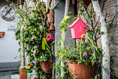 Close-up of potted plants hanging against wall and building