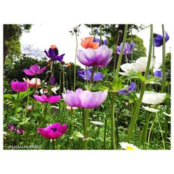 Close-up of purple flowers blooming in field