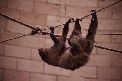 Close-up of animal hanging on rope against wall