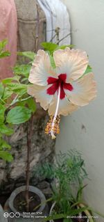 Close-up of white flowering plant