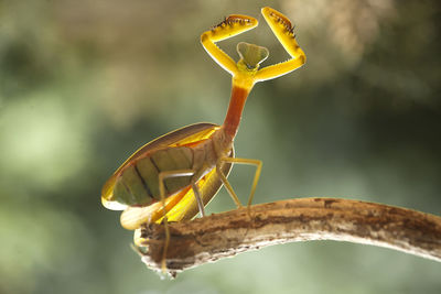 Hierodula venosa spesies mantis from borneo forest