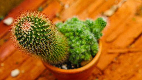 High angle view of cactus plant in pot