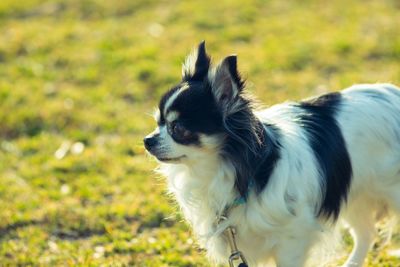 Portrait of a dog looking away on field