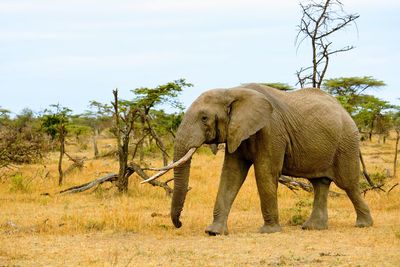 Side view of elephant on land