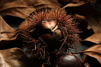 Close-up of dried fruits