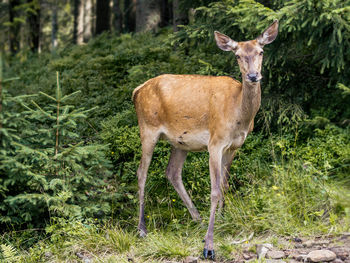 Deer standing on field