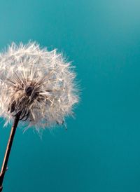 Close-up of dandelion