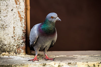 Close-up of bird perching on retaining wall