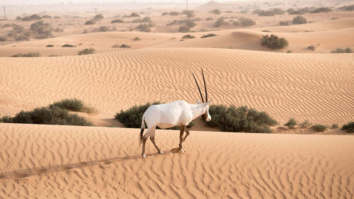Horse in a desert