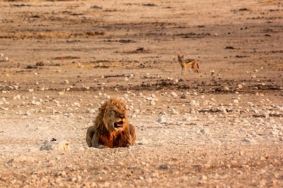 Lion sitting on field 