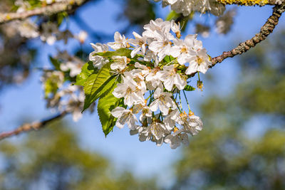 Close-up of cherry blossoms in spring