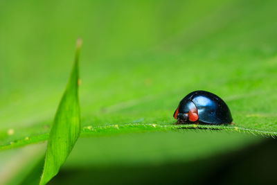 Close-up of ladybug on leaf