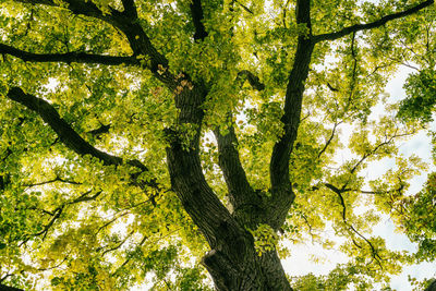 Low angle view of trees in forest