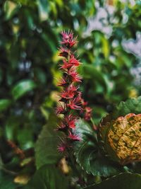 Close-up of red flowers