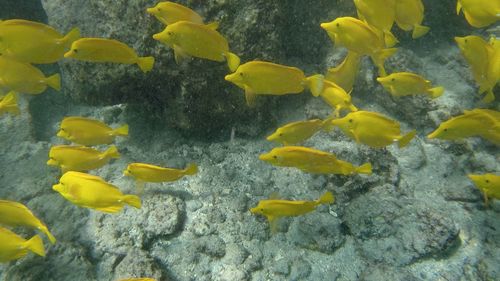 Close-up of yellow fish swimming in sea