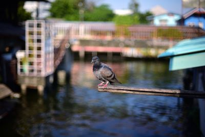 Bird perching on a river