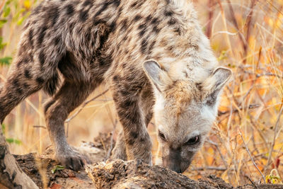 Close-up of hyena smelling rock while walking on field