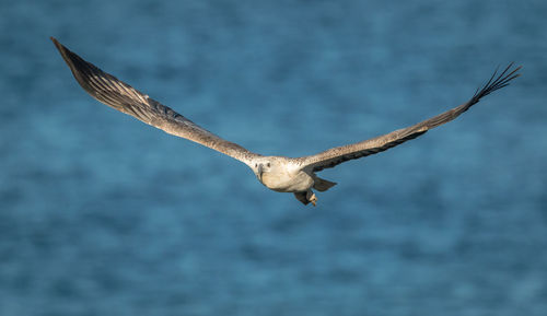 Close-up of seagull flying over sea