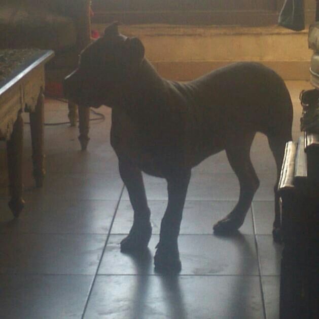 animal themes, domestic animals, mammal, one animal, pets, indoors, full length, standing, shadow, walking, side view, sunlight, dog, two animals, horse, livestock, zoology, day, no people, vertebrate