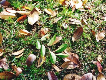 High angle view of fresh plants on field