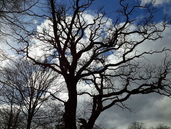 Low angle view of bare tree against sky