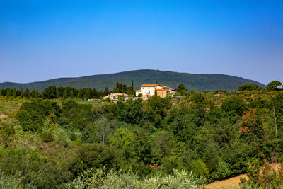 Plants and trees by mountain against clear sky