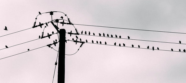 Low angle view of silhouette birds perching on cable against sky