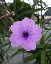 Close-up of honey bee on purple flower