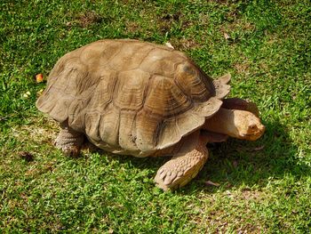 High angle view of tortoise on field