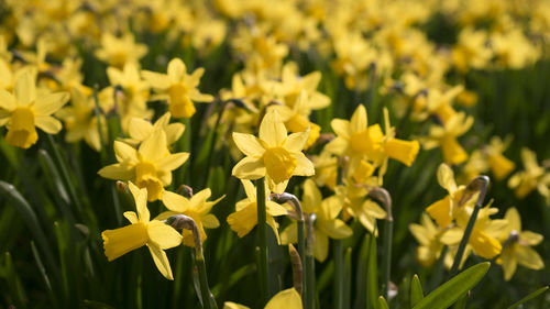 Close-up of yellow flower blooming in field