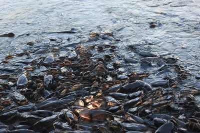 High angle view of crab on shore