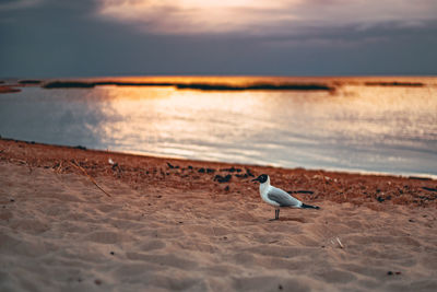 Seagull on a beach