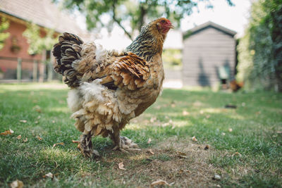 Close-up of hen on grassy field